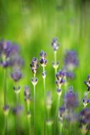 purple flowers on a blurry green background