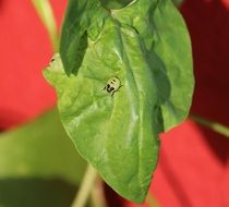 beetle on a green leaf on a red background