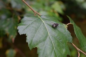 closeup photo of black beetle on a green leaf