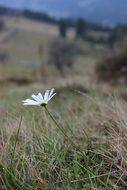 incredibly attractive Daisy Flower