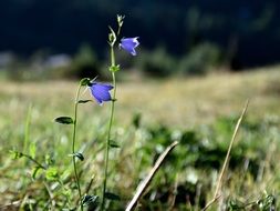 blue bells