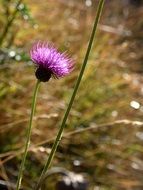 purple flower in the meadow