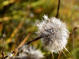 dry prickly dandelion