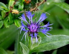blue flower in nature among green plants