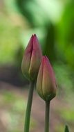 Close-up of the two beautiful and colorful closed tulip buds on a flower bed