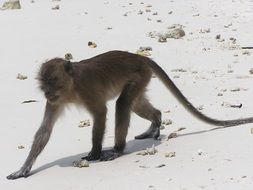 monkey on the beach in wild nature