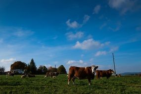 flock of farm cows