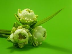 bouquet of three white lotuses