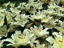 white tropical flowers with stamens on a flower bed