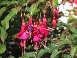 pink flowers on a tree branch in england