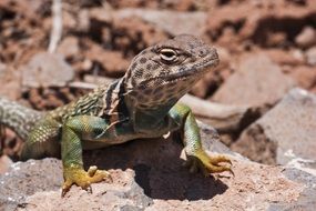 spotted reptile in habitat on a blurred background