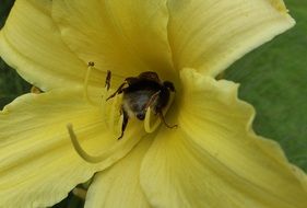 Yellow Lily Garden