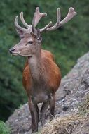 red deer stands on a cliff