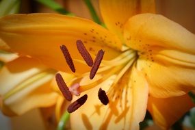 Close-up of the blossoming yellow lily