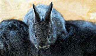 little grey rabbit close-up on blurred background