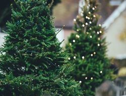 two christmas trees in supermarket