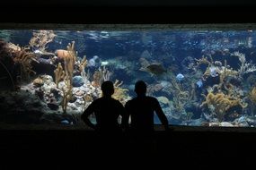 people silhouettes on aquarium background