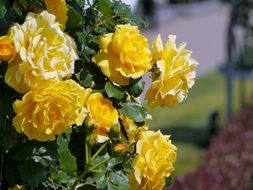 bush of yellow roses in a park