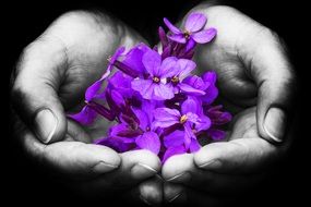 extraordinary beauty flowers in Hands