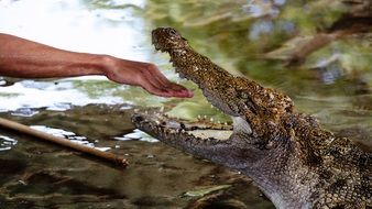 hand of a man in the jaws of a crocodile
