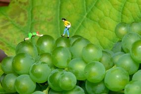 mini people on green grapes