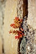 beautiful and cute Alpine Stonecrop