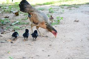 chicken and three black chickens