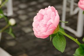 pink peony on a blurred background in the garden