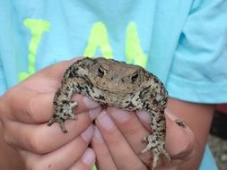 Toad In The Hand Of The Child