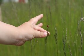 child's hand near ladybugs on grass