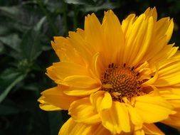 beautiful summer flower of yellow color
