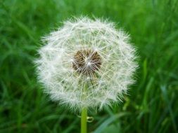 white dandelion with seeds on a background of green grass