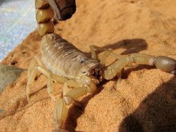 scorpion in the yellow sand