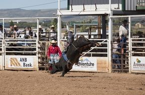 bull rider on the bull on a competition