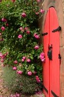 red gate and rose bush