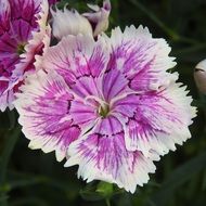 purple carnation flower