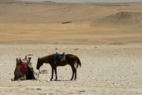 Egyptian Desert