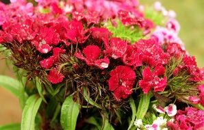 bouquet of sweet william