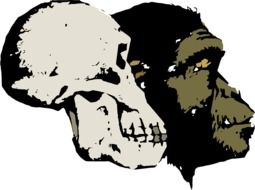 Prehistoric man skull and head