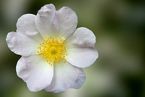 Wild Rose macro foto