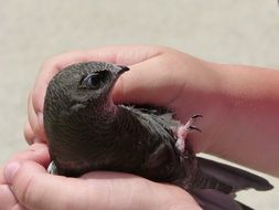 common swift, Apus apus, baby bird in childâs hands