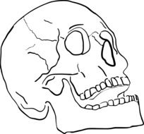 skull in detail in graphic representation