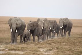 Elephants serengeti