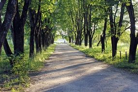 basswood alley at summer