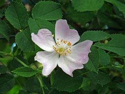 Spring flowering of wild rose