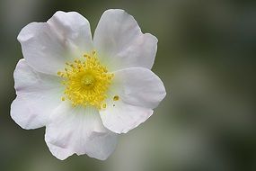 white flower of wild rose close-up