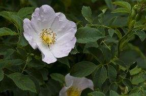 white rose hips in the garden