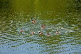 geese family swims in a green pond