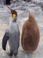 cute plump penguins on ice