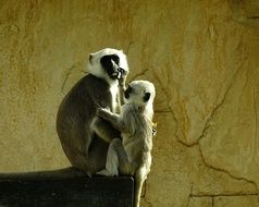 monkey with a cub on a stone